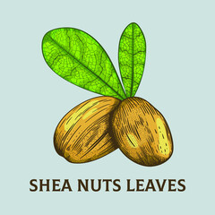 Wall Mural - shea nuts & leaves - Color