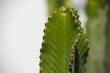 © Gude Smokiedoc Tokerud/Wirestock Creators - Closeup shot of Euphorbia ingens plant leaf on a blurry background