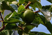 Closeup Shot Of A Green Persimmon Fruit On A Tree Branch