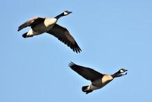 Beautiful Closeup Shot Of Two Flying Canadian Geese Birds In The Blue Sunny Sky