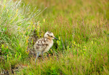 Close Up Of A  Young Curlew Chick, Scientific Name: Numenius Arquata, In Natural Yorkshire Grouse Moor Habitat, Facing Right. Curlews Are In Serious Decline And Are Now A Red-Listed Bird.  Copy Space.