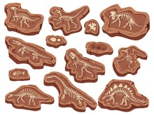 Cartoon Fossils. Dinosaurs Fossilization, Ancient Fish Bones And Ammonite Shell. Paleontology Digging, Animal Skeleton Museum Vector Illustration