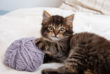 Fototapeta Koty - cute kitten playing in a bed