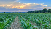 A Knee-high Field Of No-till Corn With A Thunderhead In The Background Near Sunset.