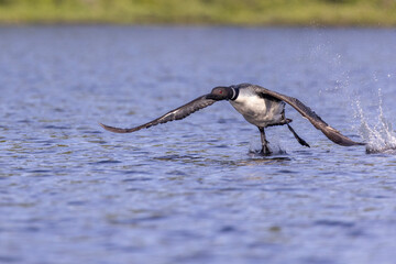 common loon or great northern diver (gavia immer) take off