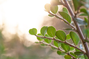 Wall Mural - Fresh Green Leaves And Sunlight Blurred Background