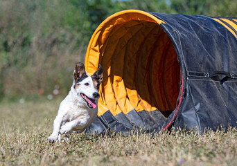 training of agility