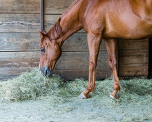 A Chestnut Thoroughbred Horse Eating Hay Off The Ground With A Wood Wall Behind Him.