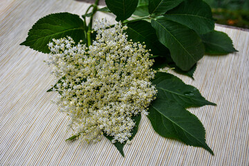 Sticker - Blooming elderflower in garden .