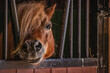 Mini Shetland Pony in the barn