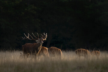 Wall Mural - Red deer are rutting on the meadow. Deer during autumn. European nature. 