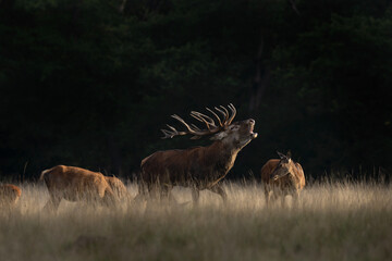 Wall Mural - Red deer are rutting on the meadow. Deer during autumn. European nature. 