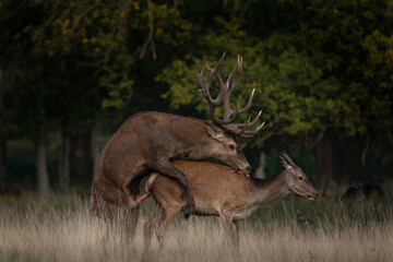 Wall Mural - Red deer are rutting on the meadow. Deer during autumn. European nature. 