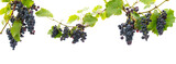 Fototapeta Zwierzęta - red grapes on a branch with leaves isolated on a white background