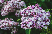 Purple Lilac Bush Blooming In The Garden In Spring, Syringa Flowers Closeup