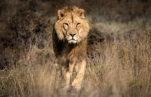 Lion Prowling In The African Savannah - Wild And Free, This Big Cat Seen On A Safari Nature Adventure In South Africa