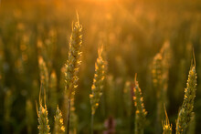 Spikelets Of Wheat Growing On Field At Sunset. Young Spikelets With Green Leaves Ripening Farmland Summer Evening. Soft Sunlight Shines On The Fresh Leaves Of Cereals. Agriculture Concept.
