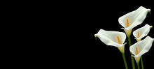 DEEPEST SYMPATHY CARD WITH CALLA FLOWERS ISOLATED ON BLACK BACKGROUND. ALL SOULS DAY. CONDOLENCES ON DECEASES CONCEPT. COPY SPACE.