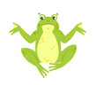 Confused cute green frog. Aquatic animal, lake water amphibian vector illustration