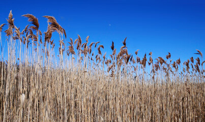 Poster - Marsh Grass at Chatham, Cape Cod with Blue Sky