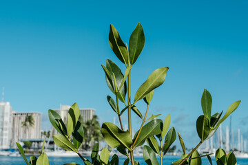 Wall Mural - Rhizophora mangle, the red mangrove,[1] is distributed in estuarine ecosystems throughout the tropics. Its viviparous 