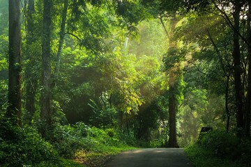 path in the forest