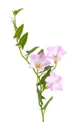 Poster - meadow bindweed isolated