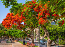 Royal Poinciana ( Delonix Regia) Trees Blooming At Boulevard Rothschild In Tel Aviv.