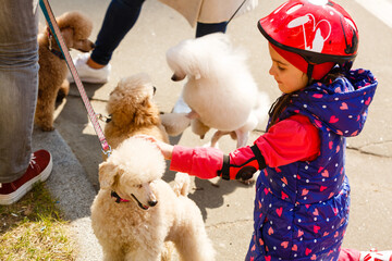 Two little brown poodles. Small puppy of toypoodle breed. Cute dog and good friend. Dog games, dog training.