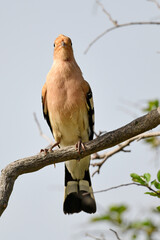 Poster - Eurasian hoopoe // Wiedehopf (Upupa epops)