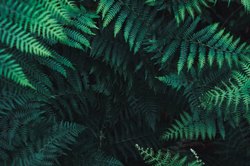  Green fern leaves on dark natural forest background. Beautiful wild plants leaves texture.