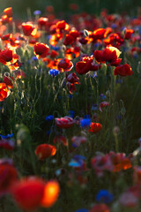 Poster - bright sunrise in the poppy field. red poppies in the light of the setting sun. rays of setting sun 