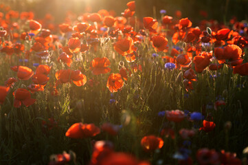 Poster - Bright sunrise in the poppy field. Red poppies in the light of the setting sun. Rays of setting sun on a poppy field in summer. Rising sun over the red poppy field in summer. Breathtaking landscape.