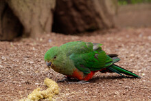 Australian King Parrot Eating Seeds On The Floor