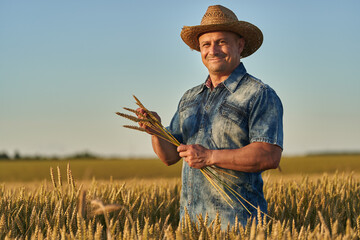 Wall Mural - Farmer at sunset in the wheat field at sunset