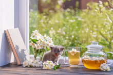 Newborn Gray Kitten Near Glass Tea Pot, A Cup And A Beautiful Bouquet Of Jasmine Flowers On The Windowsill