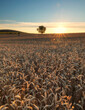 sunrise over the wheat