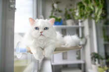 Beautiful White Cat Resting On A Window Hanging Hammock Bed