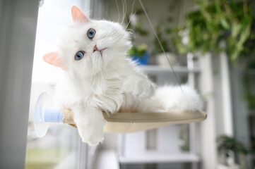 funny white cat with blue eyes lying on a window hanging bed