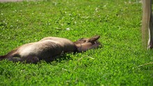 Little Brown Foal Sleeps On The Grass. The Child Of The Horse Fell Asleep In The Summer In The Sun. A Baby Pony Sleeps On A Green Lawn At A Ranch. Free Horses On The Farm.