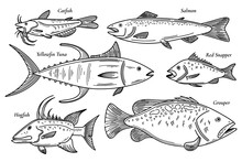 Collection Of Vector Fish Illustration. Scetch Seafood Set. Catfish, Salmon, Red Snapper, Yellowfin Tuna, Grouper, Hogfish Doodle Set Of Fish Illustrations