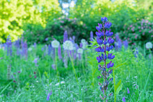 Vibrant Purple Lupin Flowers. Lupine Field With Purple Flowers. Summer Wild Flowers Lupine In Meadow.