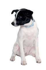 Wall Mural - Happy Rat terrier puppy dog is sitting on a white background