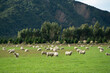 A group of sheeps standing in a field, eating grass in a farm in New Zealand
