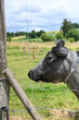agriculture vache veau elevage lait viande Wallonie Ardenne Belgique environnement bio
