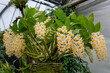 yellow dendrobium orchid with many blossoms