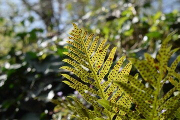 Sticker - Closeup shot of a green fern plant with rows of black seed spots