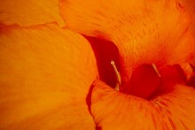 Canna 'Lulubell' In Close Up