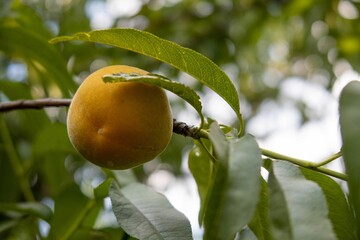 Wall Mural - Image of a ripe peach on a tree branch.