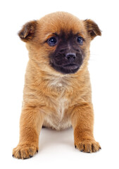 Canvas Print - Brown beautiful puppy.